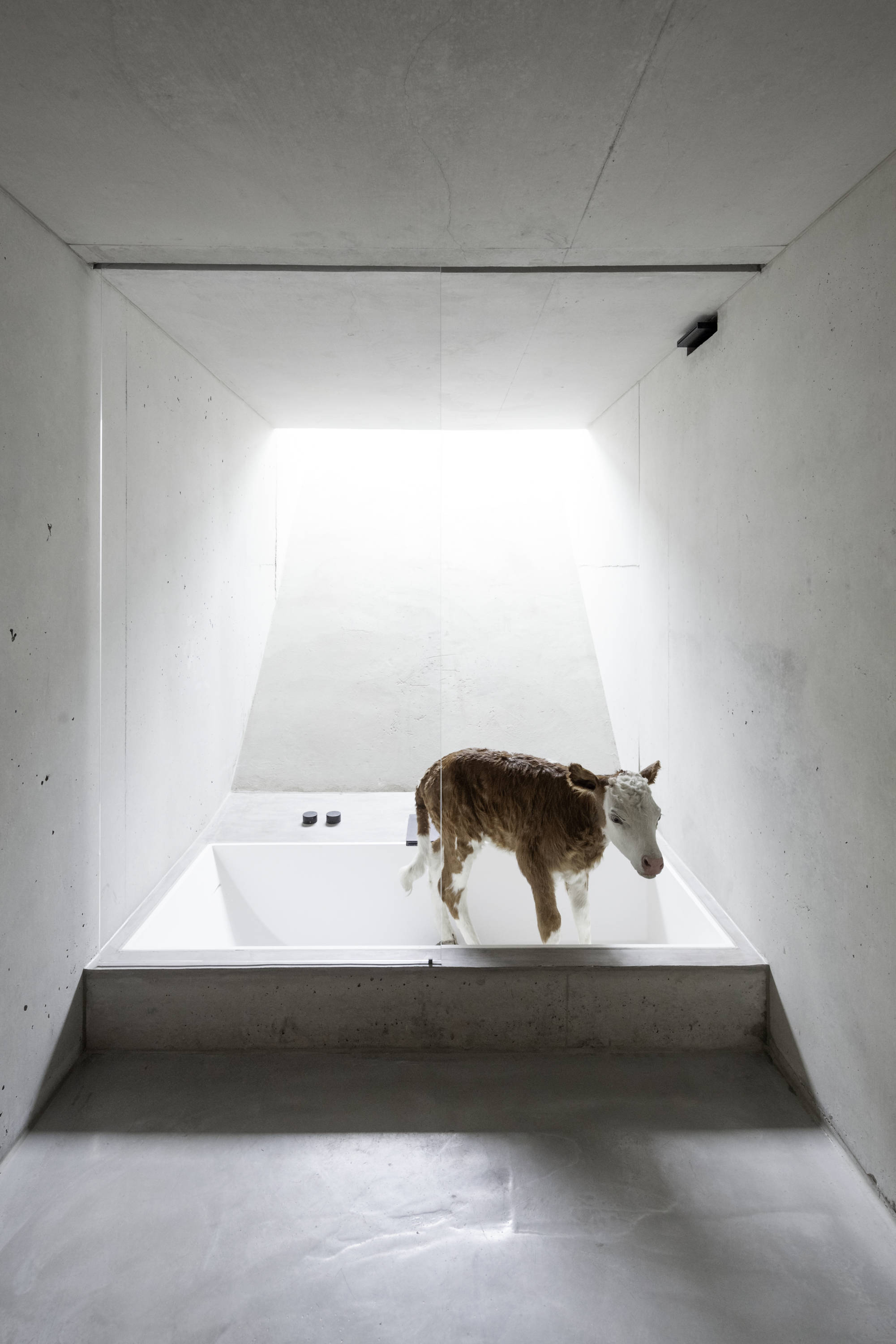 Kälbchen nimmt im Schusterbauernhaus ein Bad